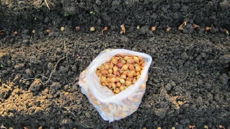 Rules for planting onions on a turnip before winter