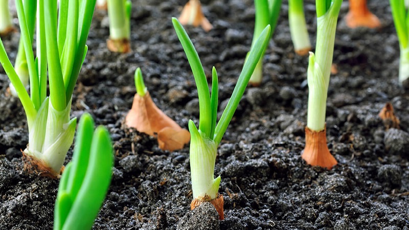 Rules for planting onions on a turnip before winter