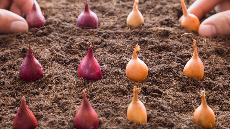 Rules for planting onions on a turnip before winter