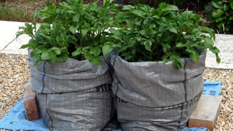 Rules for growing potatoes in bags