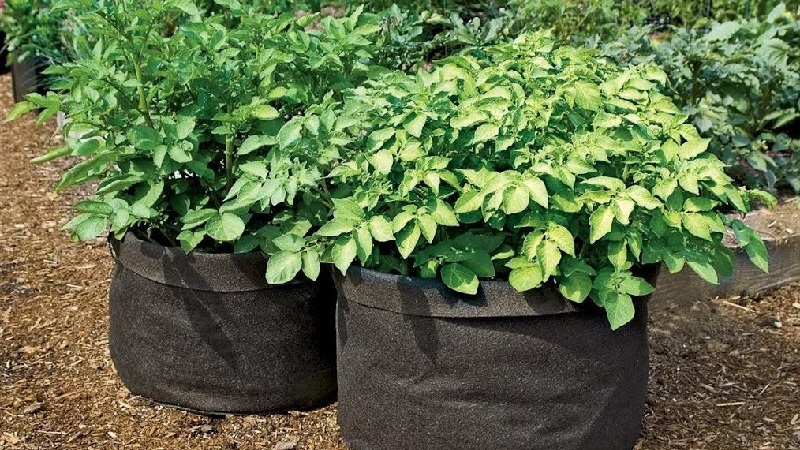 Rules for growing potatoes in bags