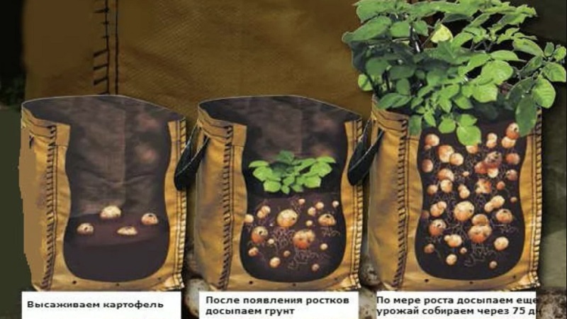 Rules for growing potatoes in bags