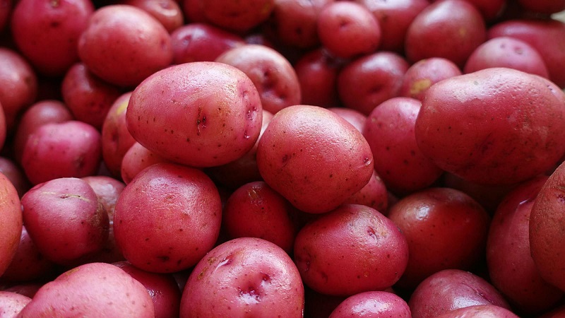 The excellent taste of red potatoes: what are its features and what types are there