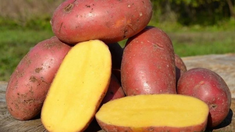 The excellent taste of red potatoes: what are its features and what types are there