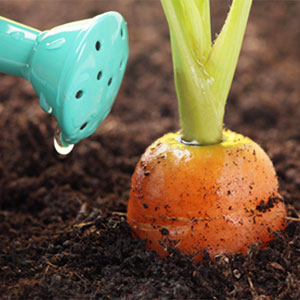 Reasons why carrots are gnarled and horny and methods of growing even root crops