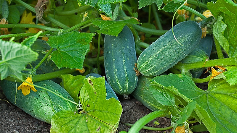 Extending the fruiting period of cucumbers: effective recipes for feeding in August