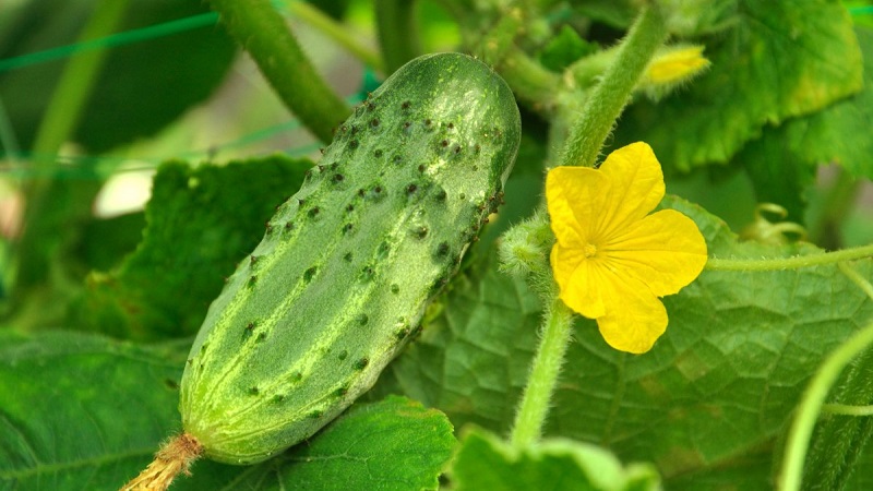 Extending the fruiting period of cucumbers: effective recipes for feeding in August
