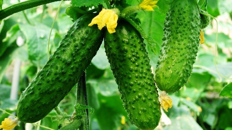 Extending the fruiting period of cucumbers: effective recipes for feeding in August