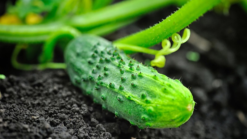 Extending the fruiting period of cucumbers: effective recipes for feeding in August