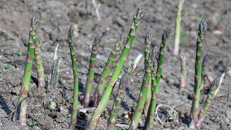 Varieties of asparagus: thin-leaved, argentel and others