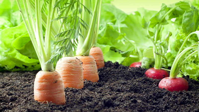 We plant carrots correctly and on time