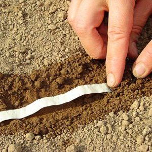 How to properly plant carrot seeds on a ribbon and how to make them at home
