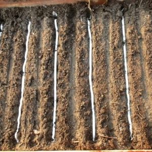 How to properly plant carrot seeds on a ribbon and how to make them at home