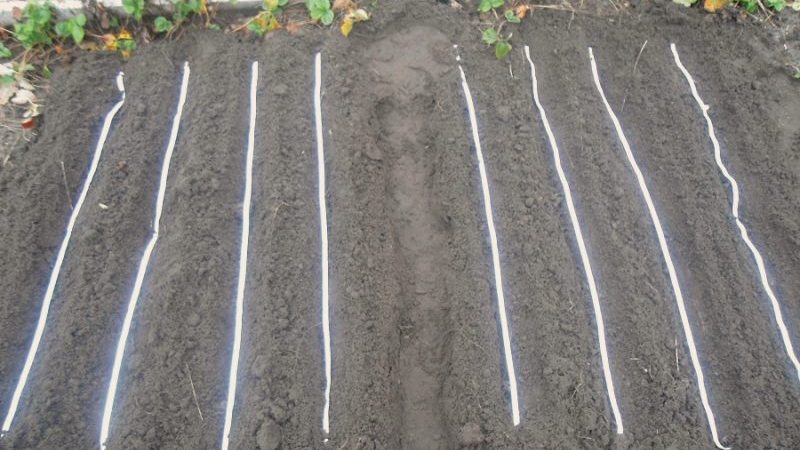 How to properly plant carrot seeds on a ribbon and how to make them at home