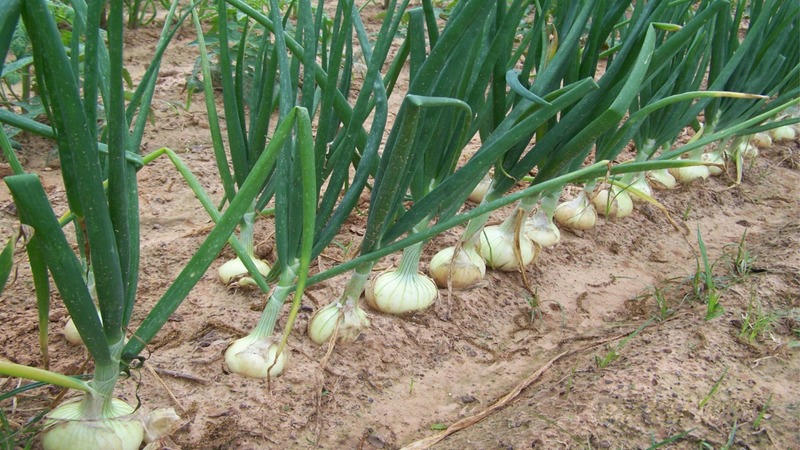 Planting schemes and rules for caring for winter onions