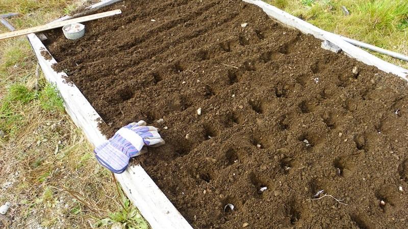 Planting schemes and rules for caring for winter onions