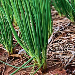 Planting schemes and rules for caring for winter onions