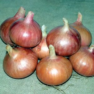Delicious Rossana onion: description and tips for growing