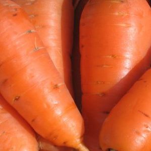 High-yielding Kuroda carrot with long shelf life