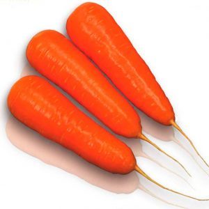 High-yielding Kuroda carrot with long shelf life