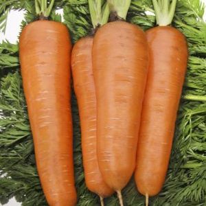 High-yielding Kuroda carrot with long shelf life