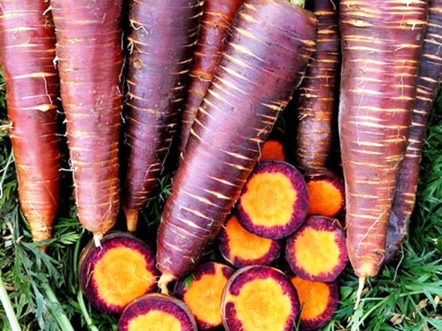 Step-by-step instructions for growing carrots from scratch