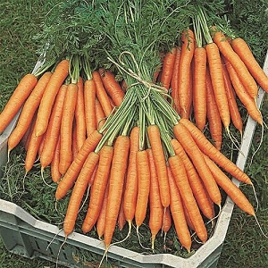 Timing of harvesting carrots in Siberia: when is the best time to harvest