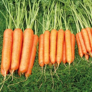 Timing of harvesting carrots in Siberia: when is the best time to harvest