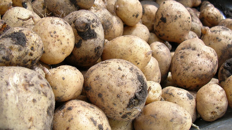 Raw and boiled potatoes as feed for guinea pigs, hamsters and livestock