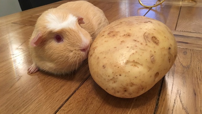 Raw and boiled potatoes as feed for guinea pigs, hamsters and livestock
