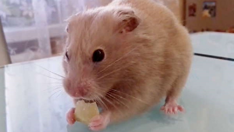 Raw and boiled potatoes as feed for guinea pigs, hamsters and livestock