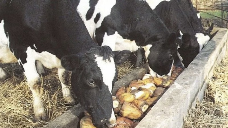 Raw and boiled potatoes as feed for guinea pigs, hamsters and livestock