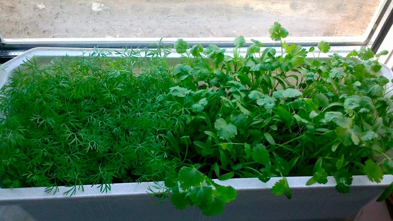 Parsley planting technology for fast germination