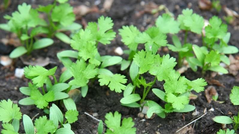 Parsley planting technology for fast germination