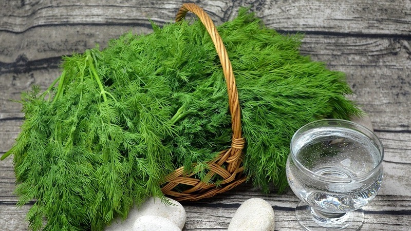 Dill for men's victories: benefits and harms to men's health
