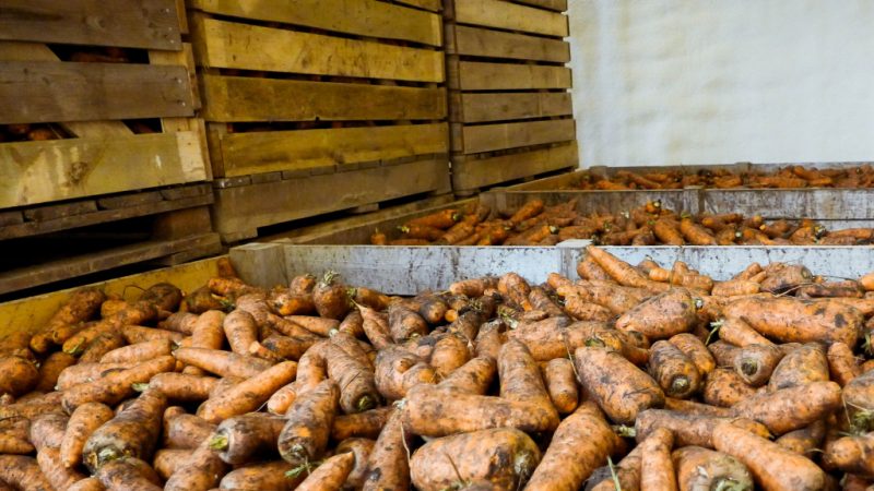 What and how to store carrots in a cellar in winter: a selection of the best ways