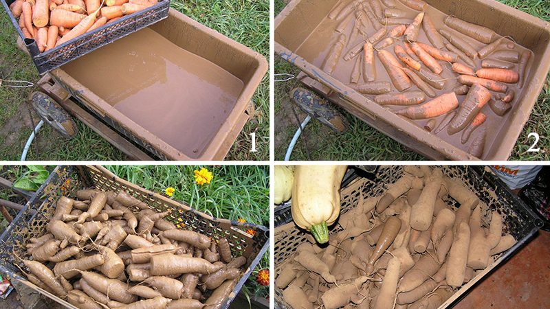 What and how to store carrots in a cellar in winter: a selection of the best ways