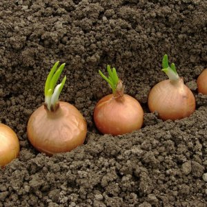 What to soak onions before planting before winter, and whether it is necessary to do it