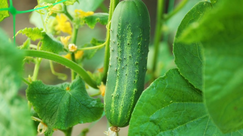 Choosing the best variety of cucumbers for a polycarbonate greenhouse