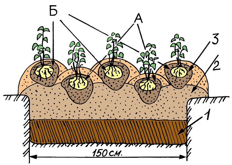 Growing potatoes according to the Chinese method