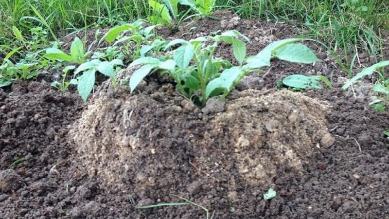 Growing potatoes according to the Chinese method