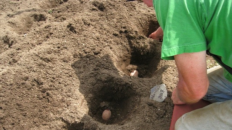 Growing potatoes according to the Chinese method