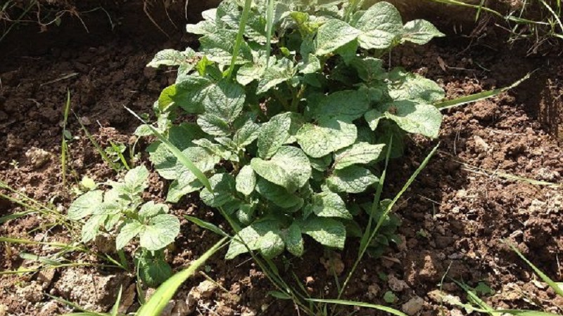 Growing potatoes according to the Chinese method