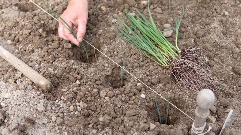 Growing and caring for leeks outdoors from planting to harvest