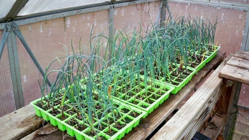 Growing and caring for leeks outdoors from planting to harvest