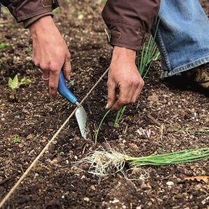 Growing and caring for leeks outdoors from planting to harvest
