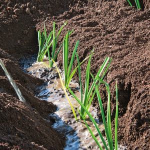Growing and caring for leeks outdoors from planting to harvest