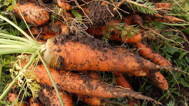 Instructions for growing carrots in the country for beginners