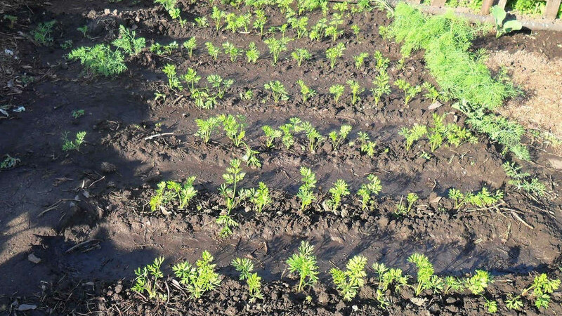 Instructions for growing carrots in the country for beginners