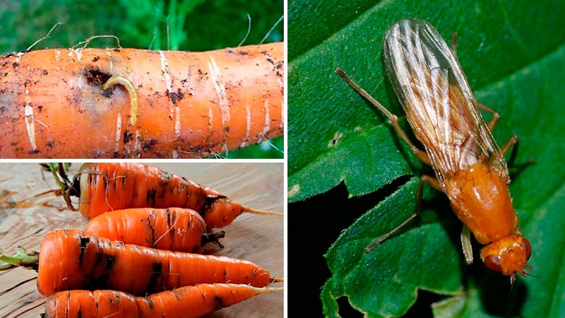 Instructions for growing carrots in the country for beginners